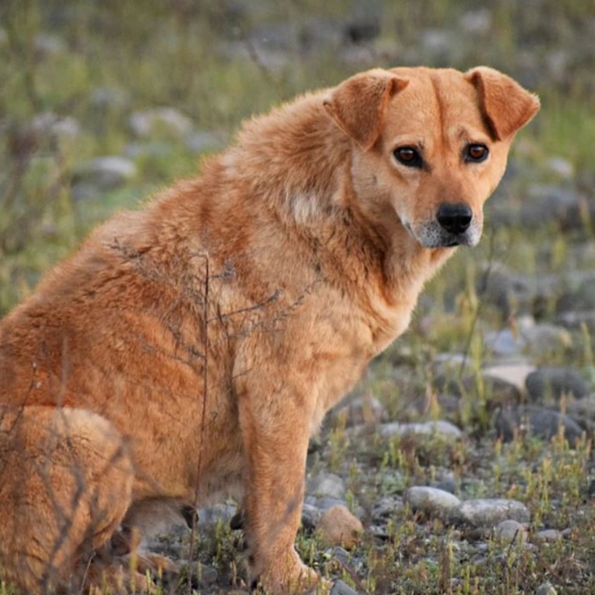 Dog fur hot sale becoming coarse