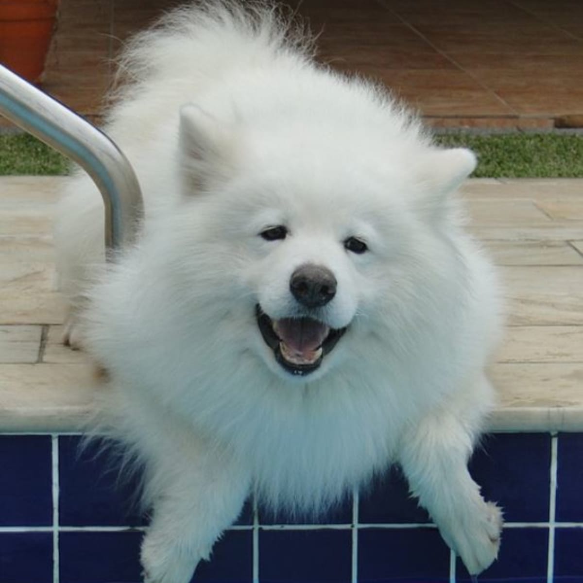 Smiling store sammy dog