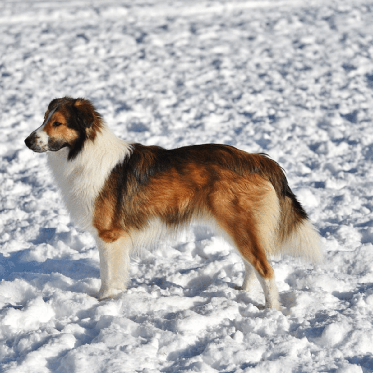 British shepherd hot sale