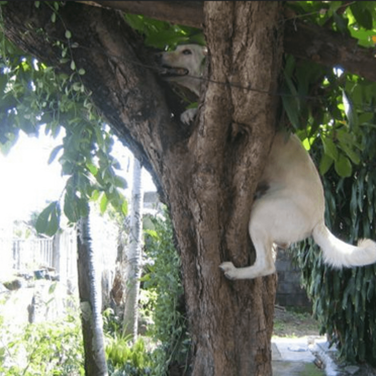 Treeing walker best sale coonhound climb trees