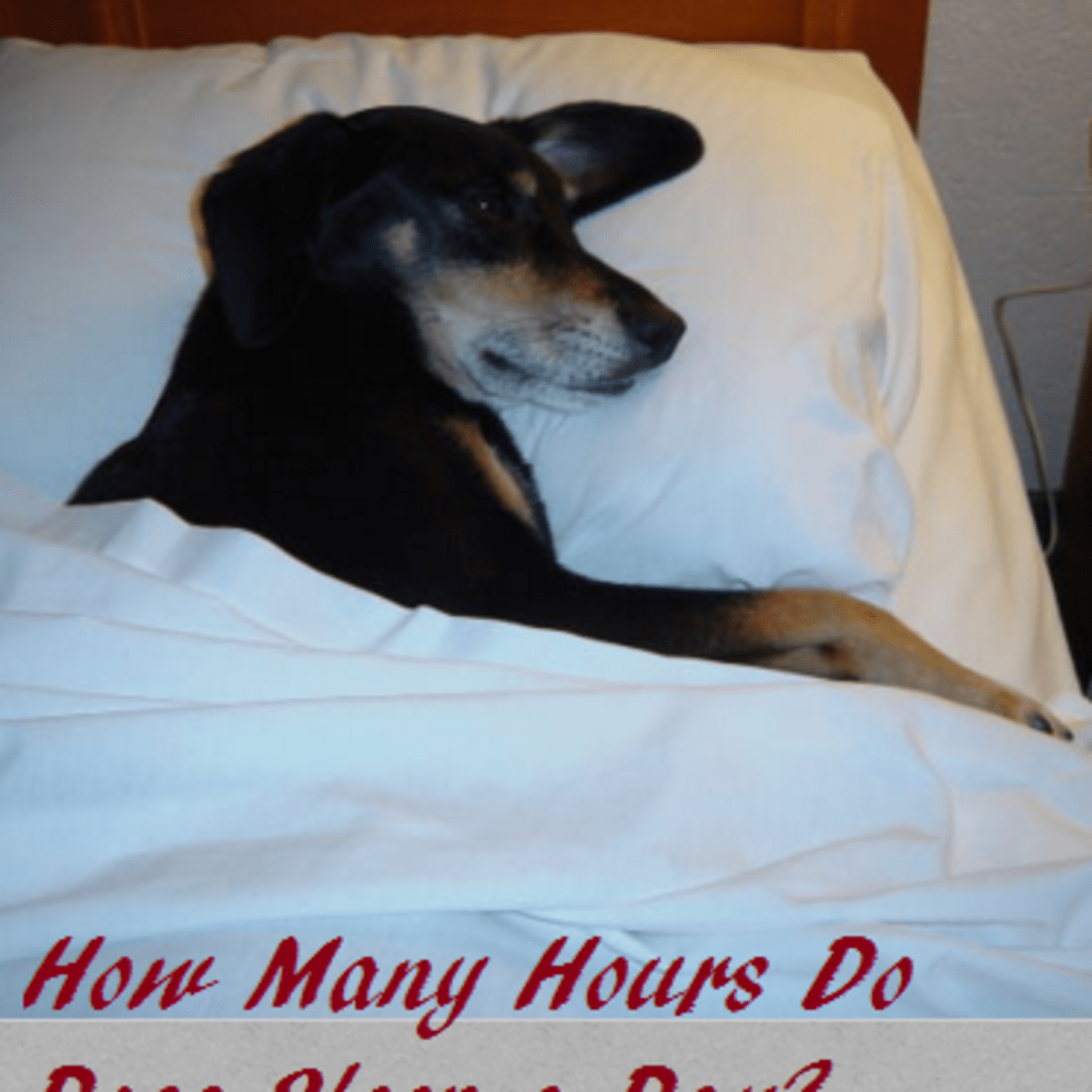 Average sleep best sale for dogs