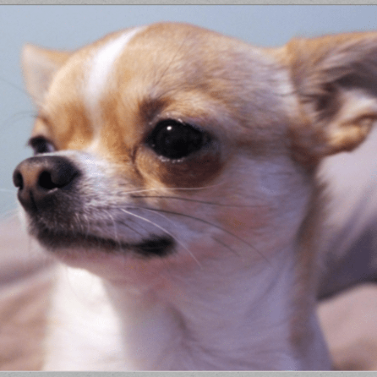 Apple store dome chihuahua