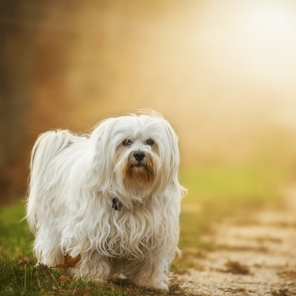 Do havanese dogs store shed