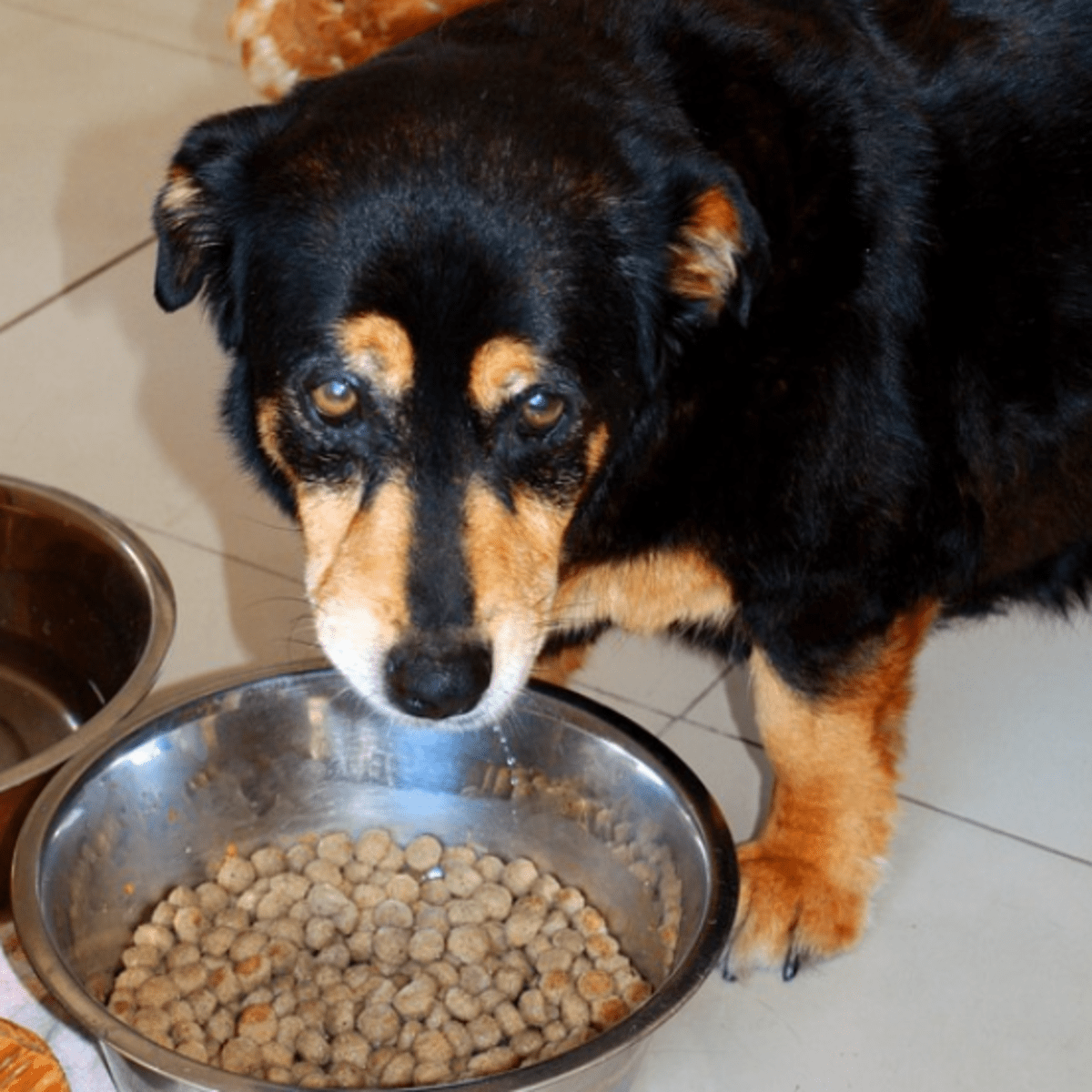 Dog flips over food sales bowl