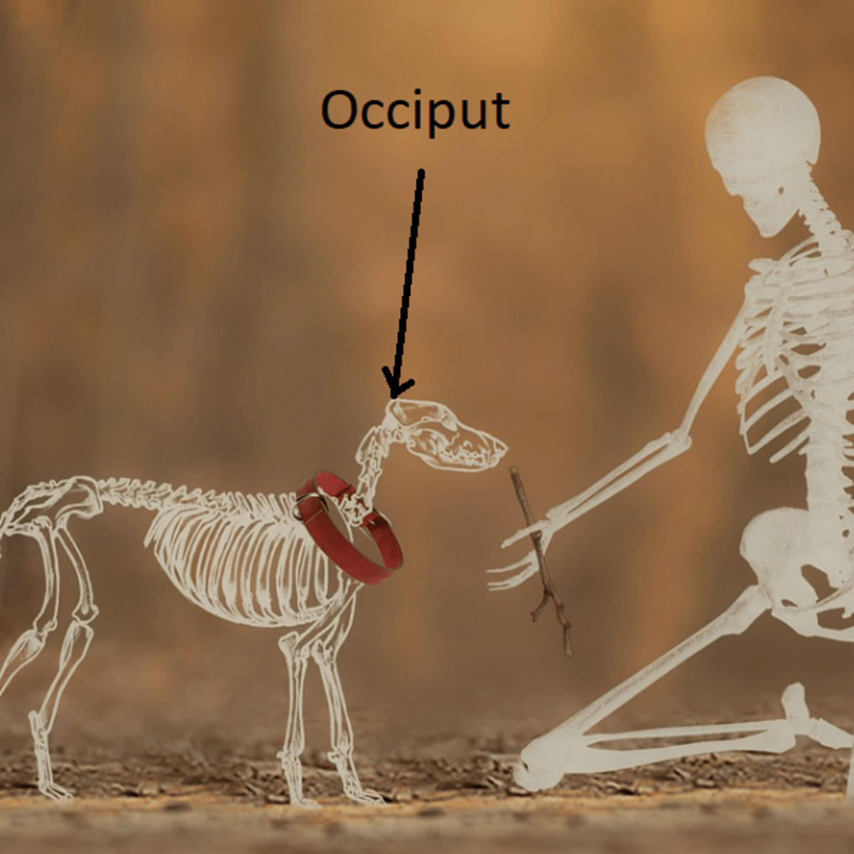 Occipital bone clearance dog