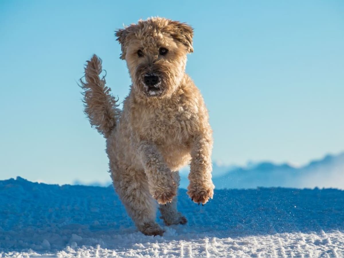 does the soft coated wheaten terrier bark