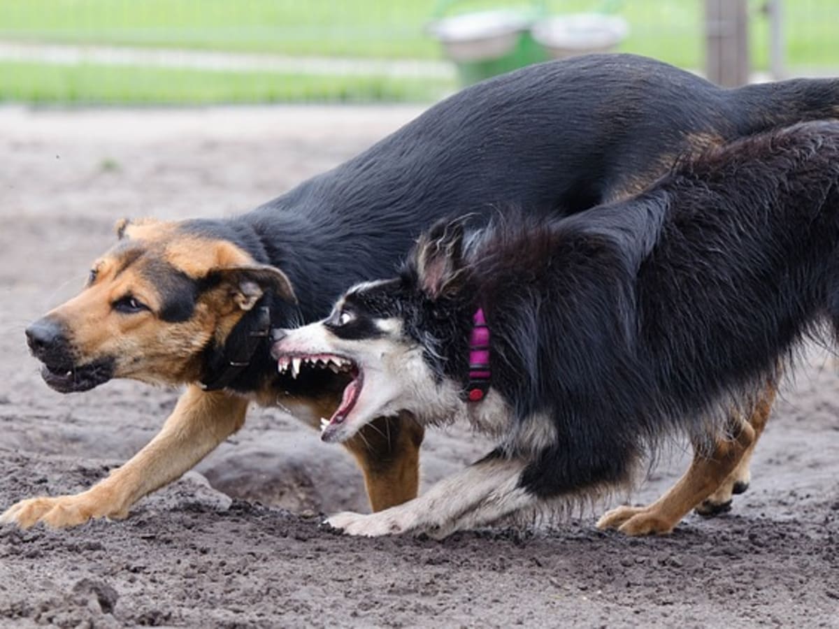 when will my border collie puppy stop biting me