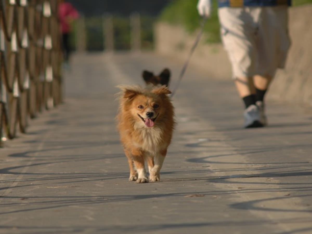 can i let my dog walk in front of me