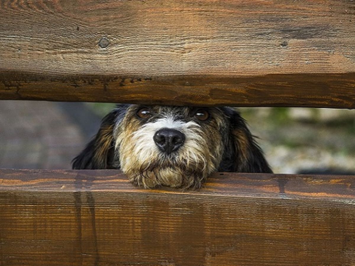 why does my dog run up and down the fence