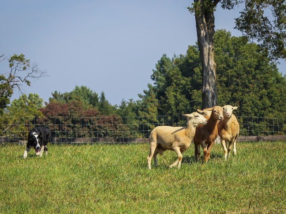 how do you train a border collie to herd