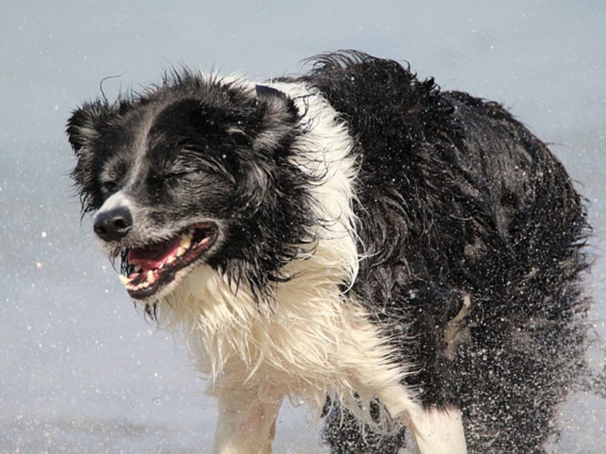 why is my dog shaking after grooming