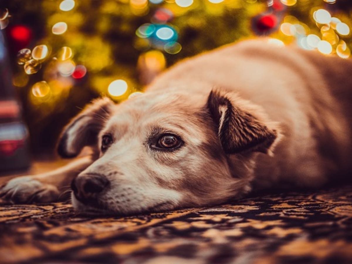 can dogs eat poinsettias