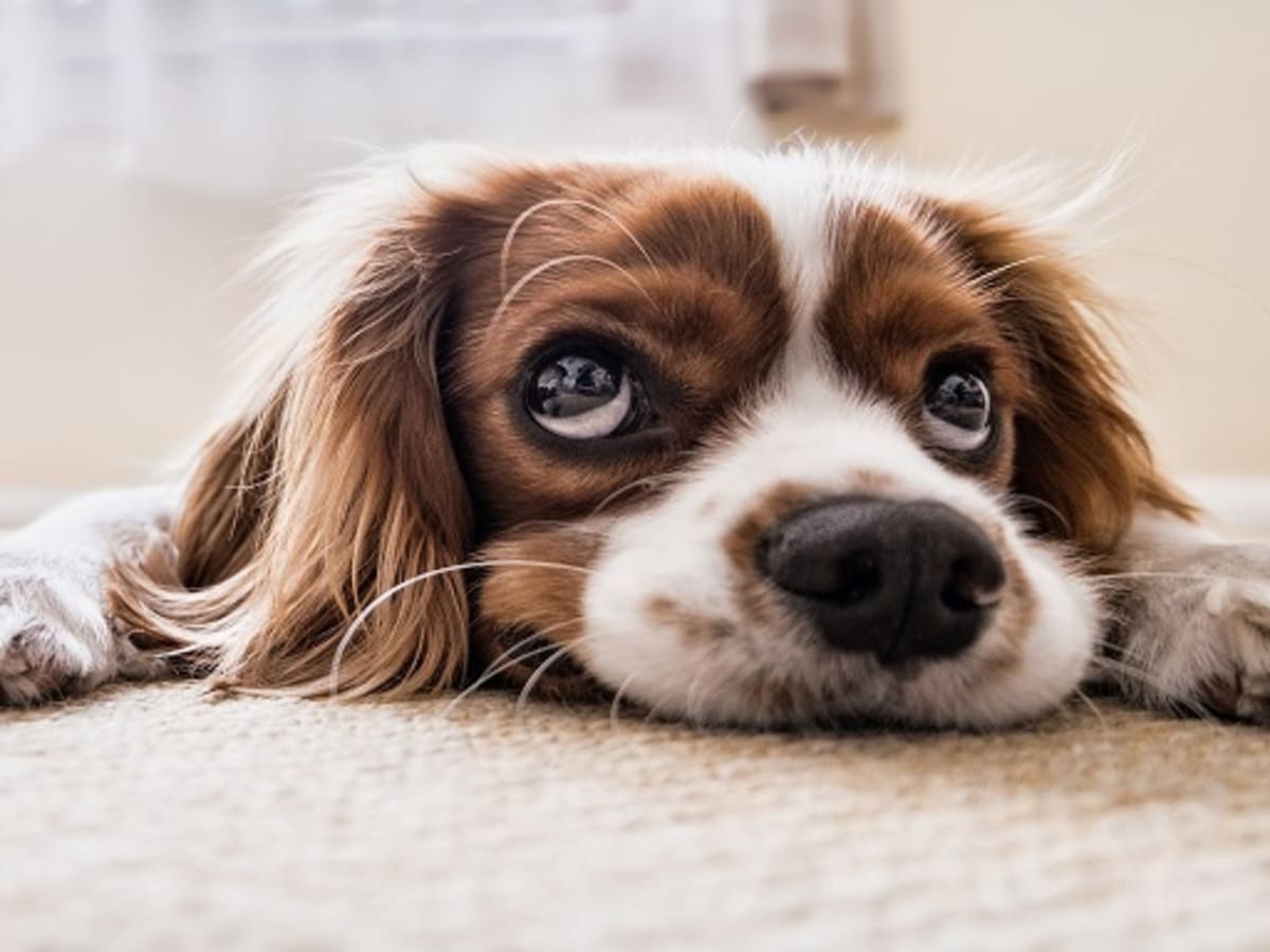 dog eating puppy pads