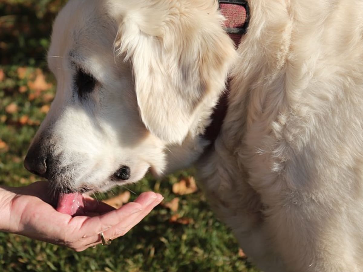 what happens if a dog eats hand sanitizer