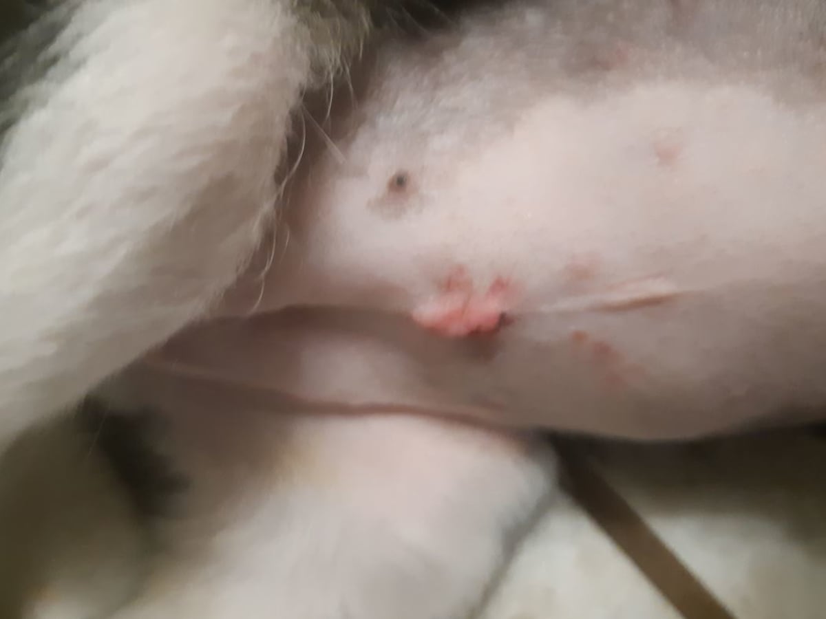 Lump On A Dog S Belly Seroma After Spay Surgery Dog Discoveries