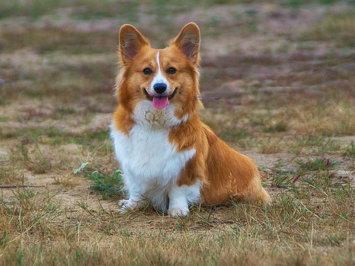 do corgis smell