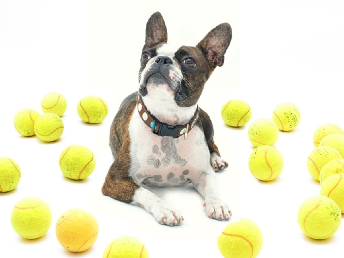 why do dogs destroy tennis balls