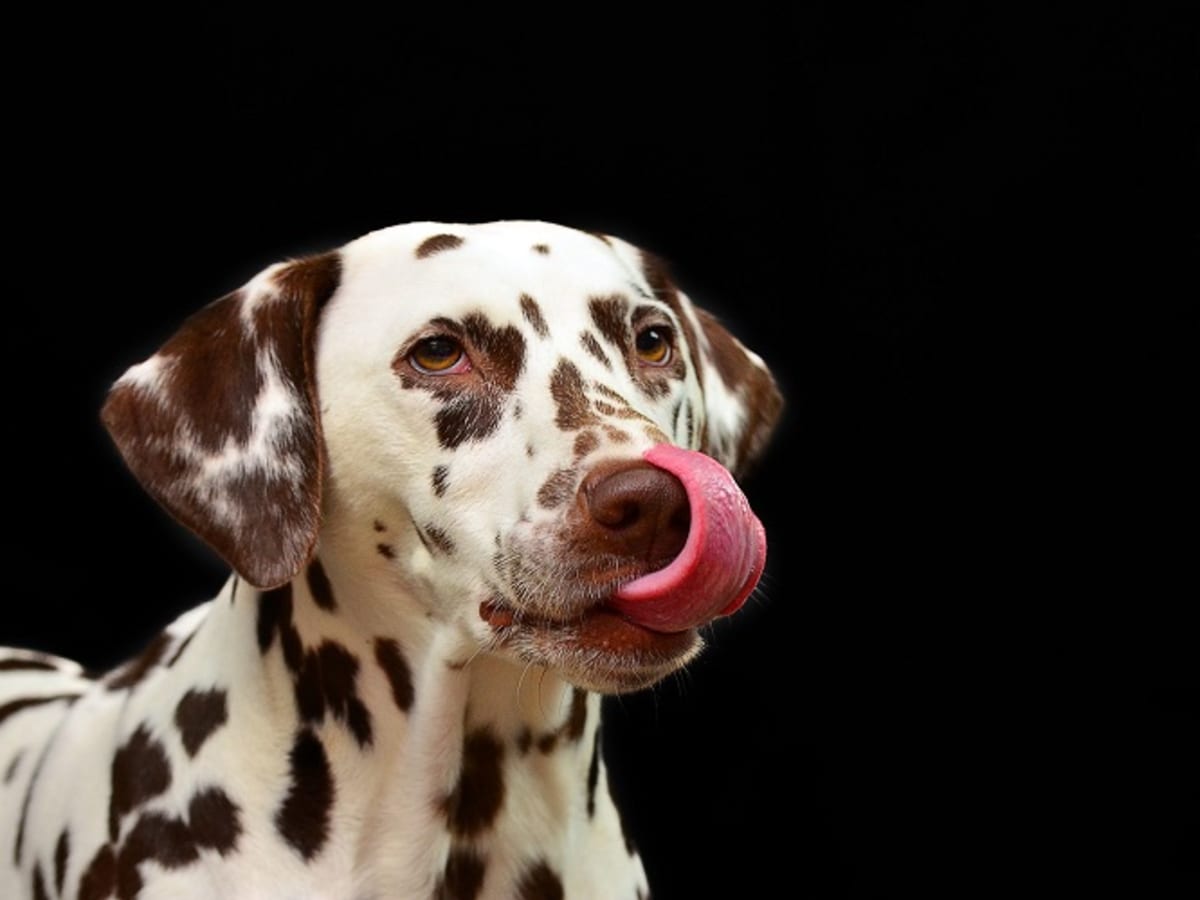 what is the difference between regurgitation and vomiting in dogs