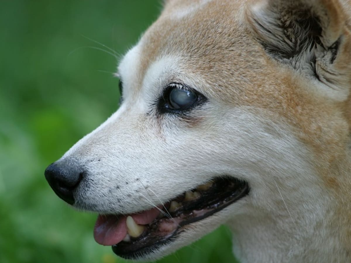 can cushings disease cause blindness in dogs