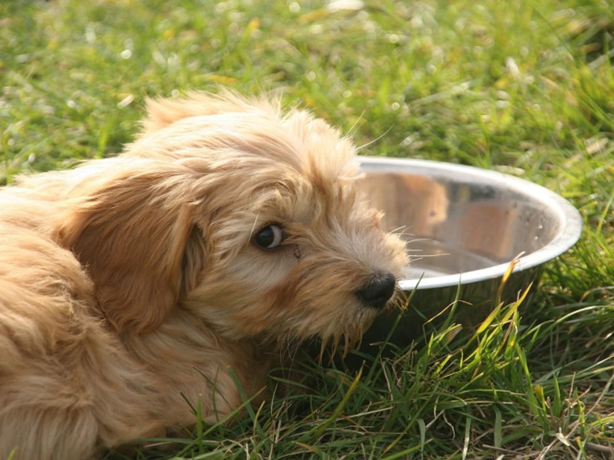 what does it mean when my dog wont drink water