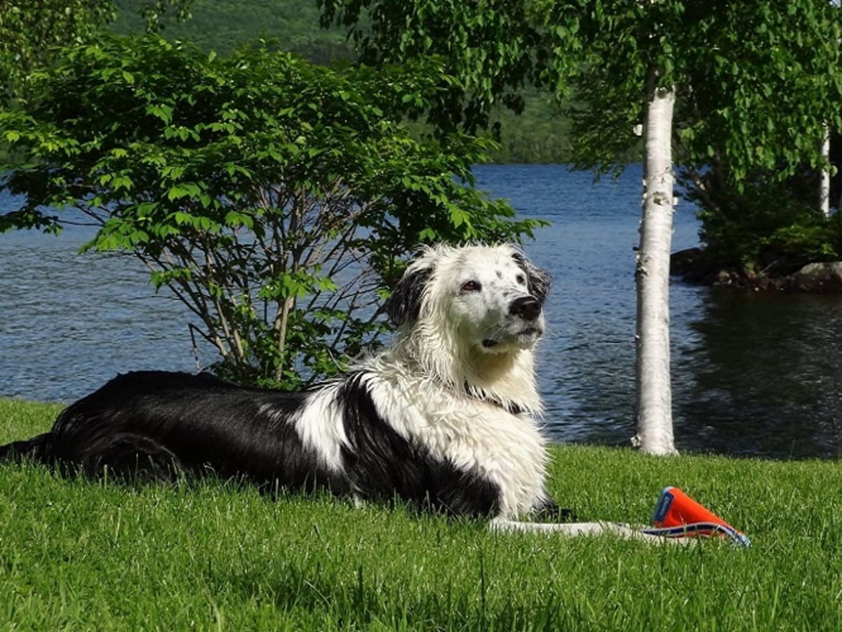 Dog Reaction To The Lepto Vaccine Dog Discoveries