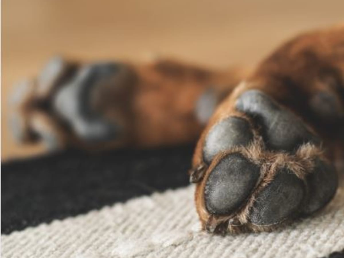 what are the signs of bone cancer in a dog