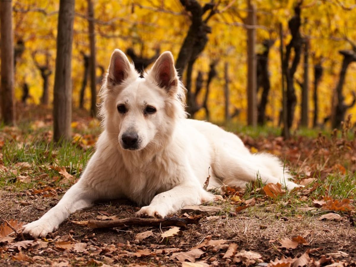 are any dogs born with pointy ears