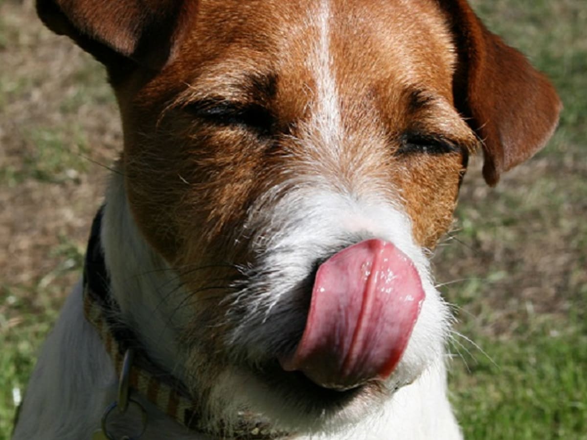 is lip licking a sign of stress in dogs