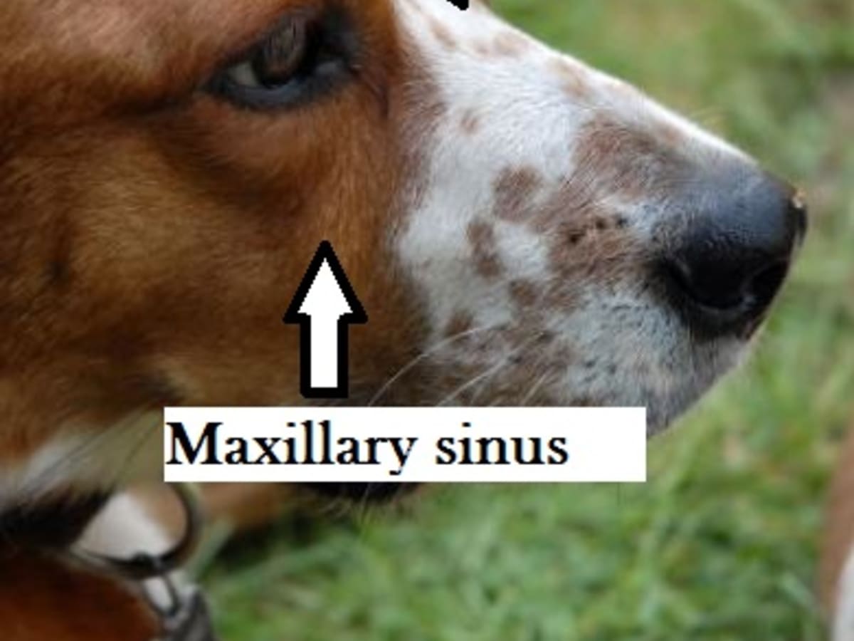 I Am Your Dog S Sinuses Dog Discoveries