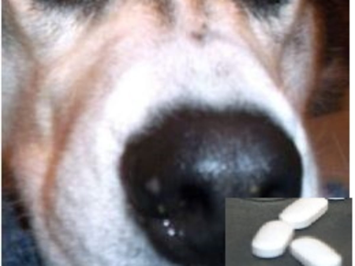 are gelatin capsules safe for dogs