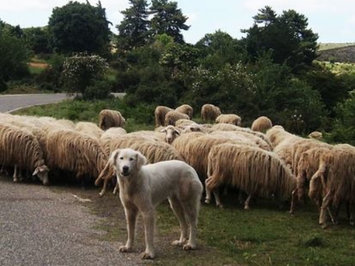 Akitas As Livestock Guardians