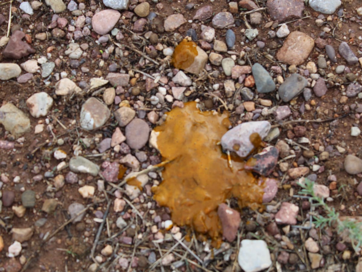 what does mucus in dog poop look like