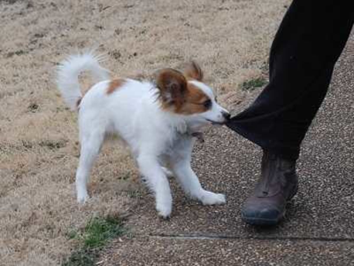 puppy biting at 7 months