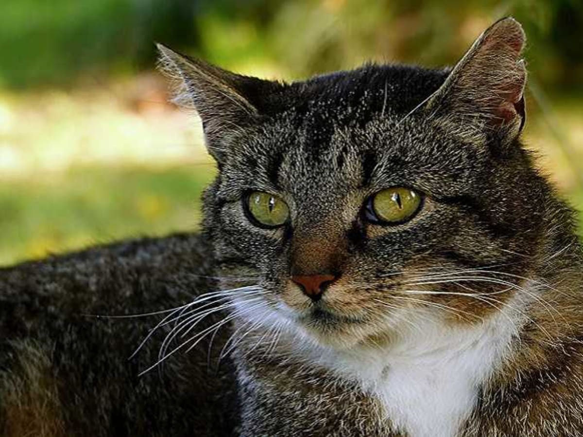 cat eye infection home remedy apple cider vinegar