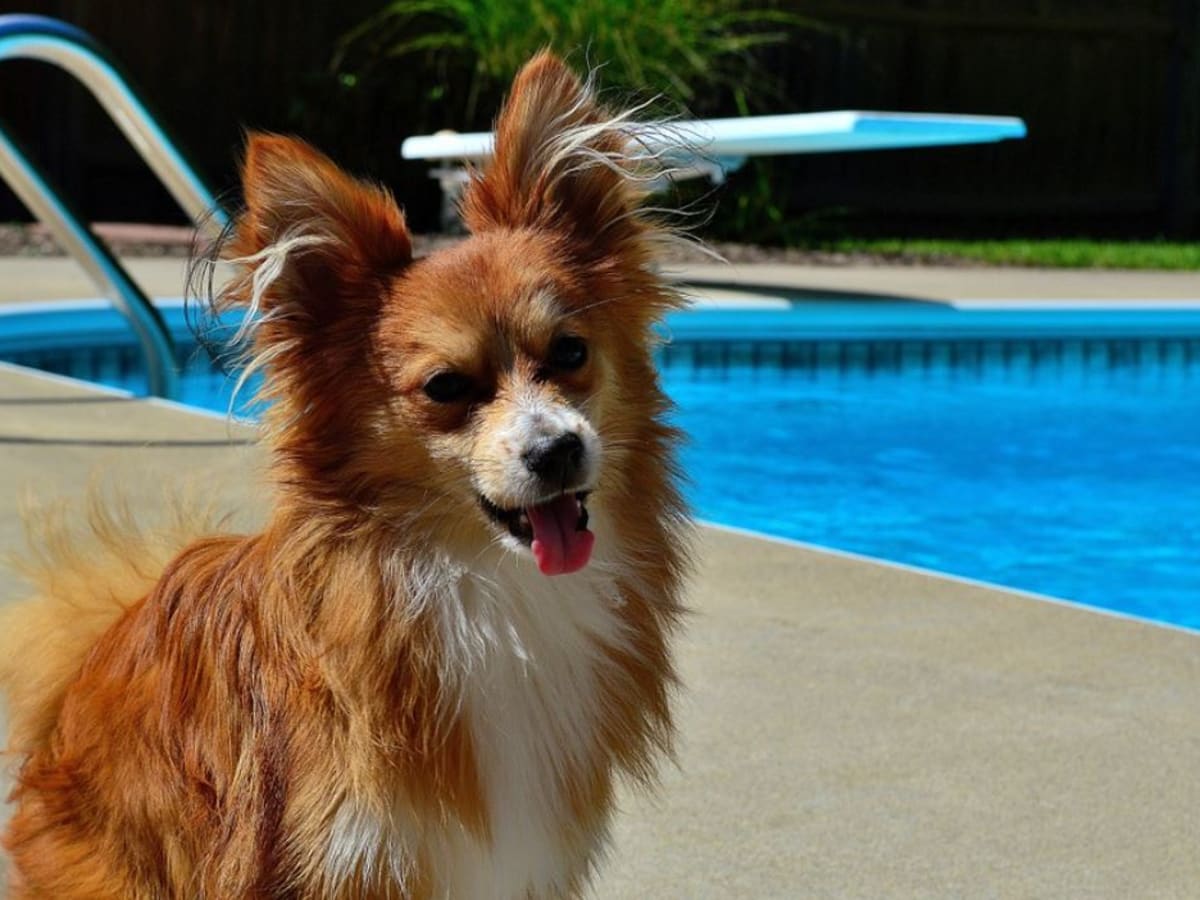 is chlorine pool safe for dogs