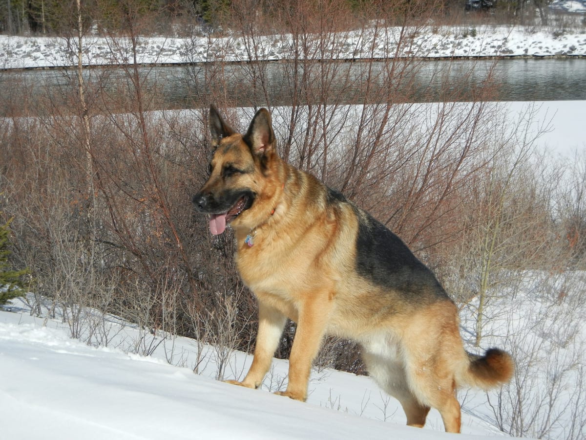 are german shepherds allowed to eat playdough