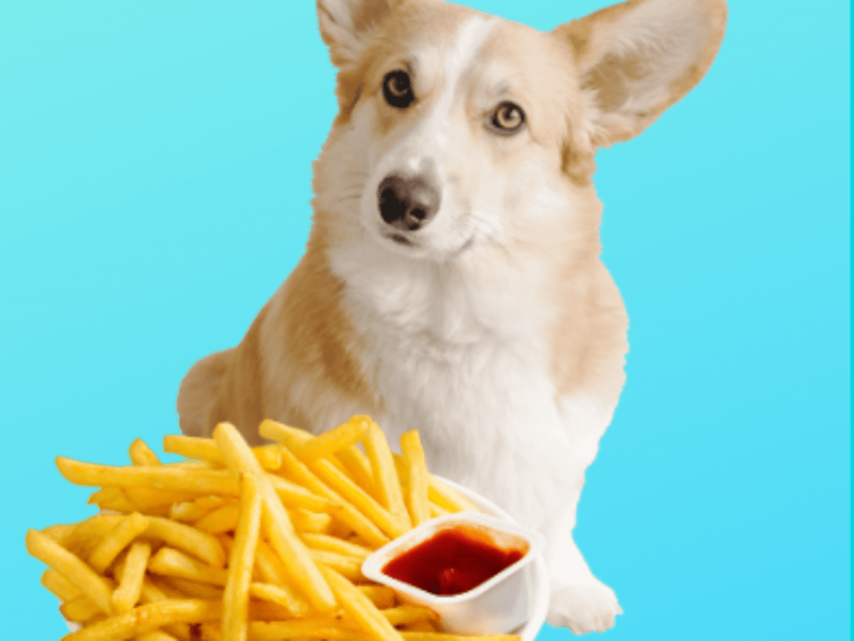 are-mcdonalds-fries-bad-for-dogs