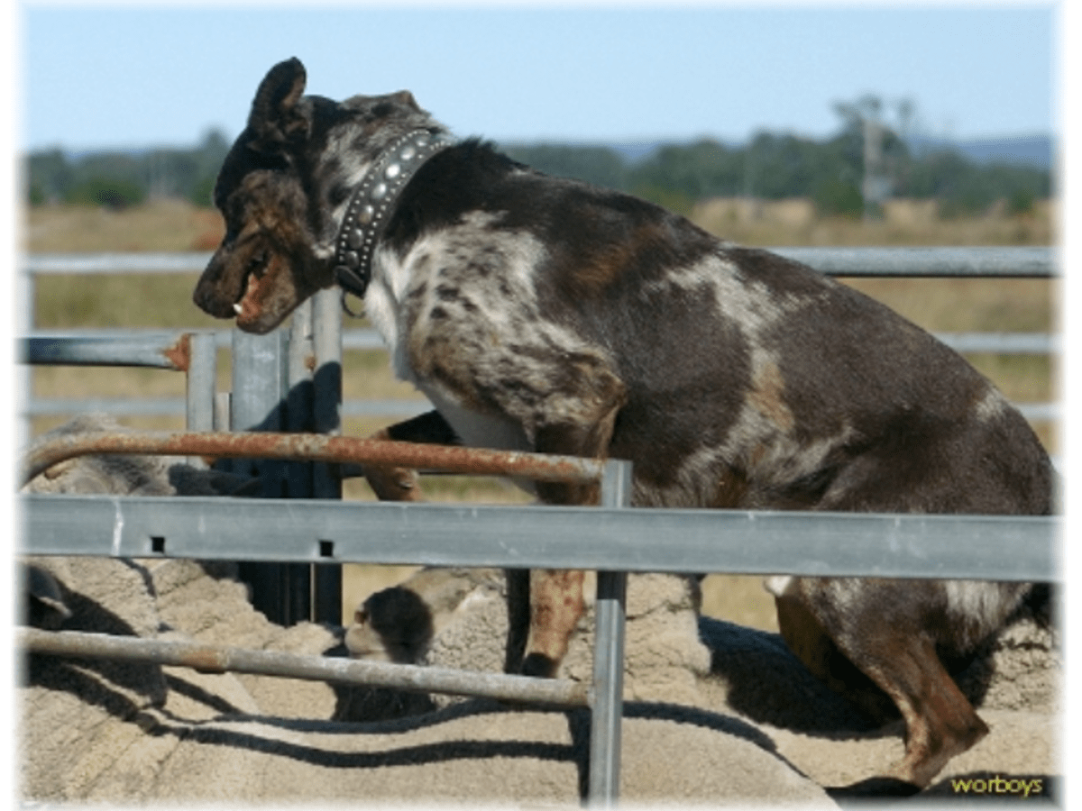 does the koolie bark