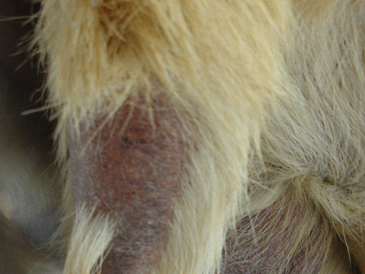 what causes rat tail in dogs