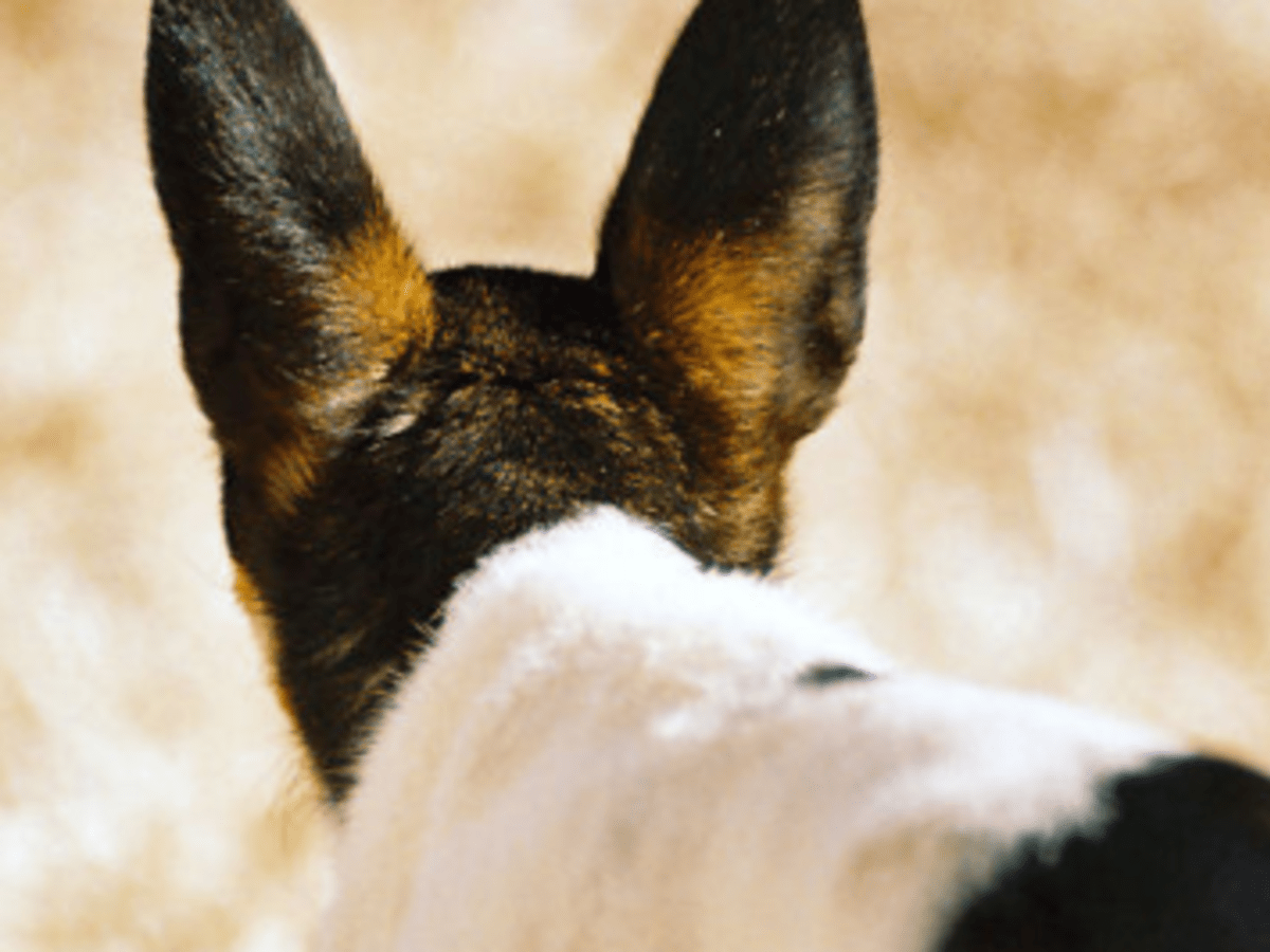 otomax dog ear otomax dog ear