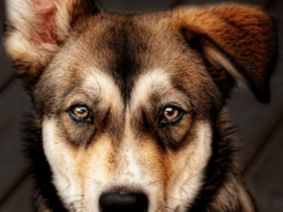 Discovering Dogs With Stunning Brown Eyes - Dog Discoveries