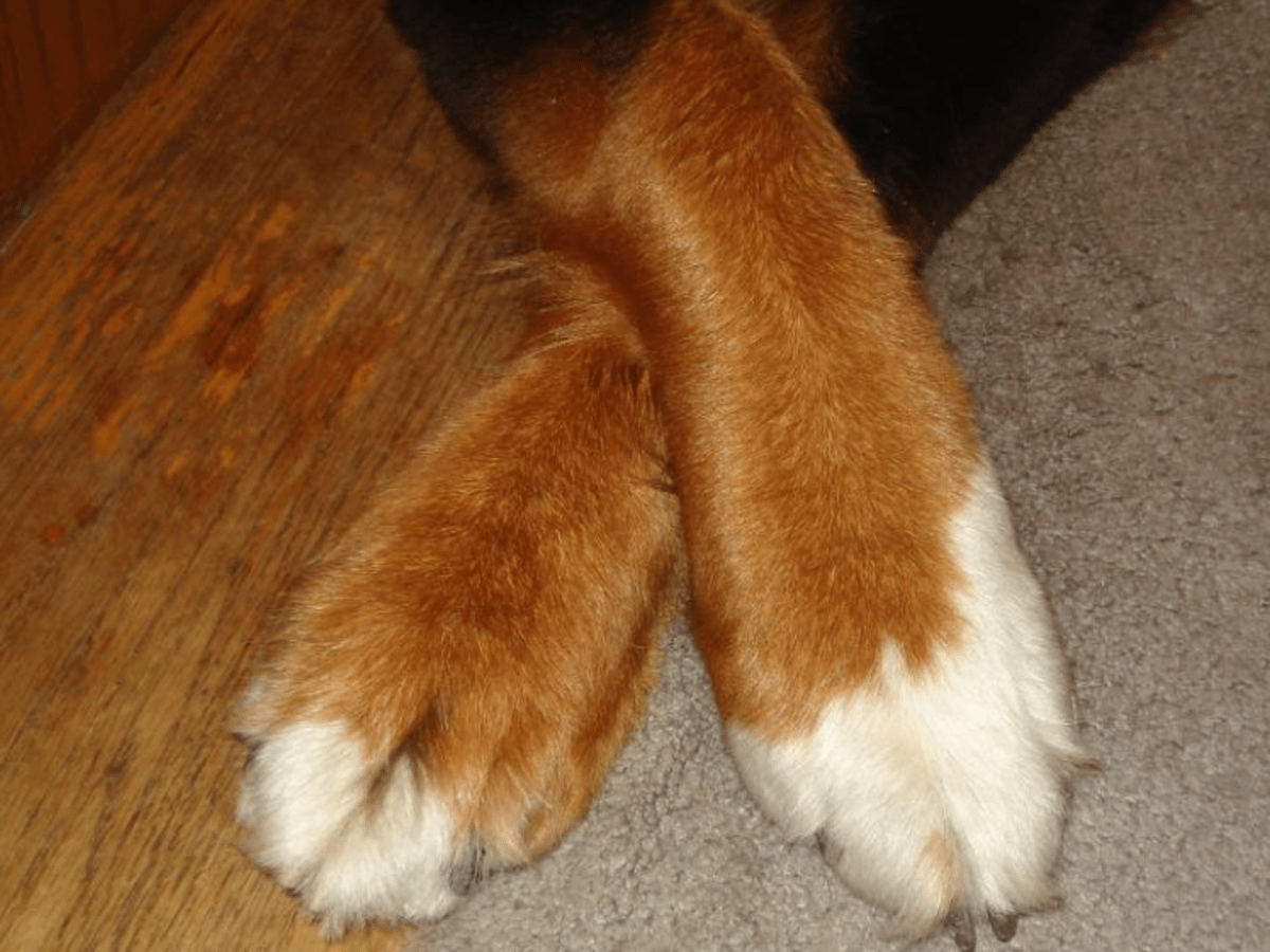 what does it mean when a dog crosses her paws