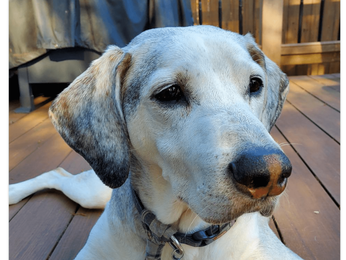 what do treeing walker coonhounds hunt