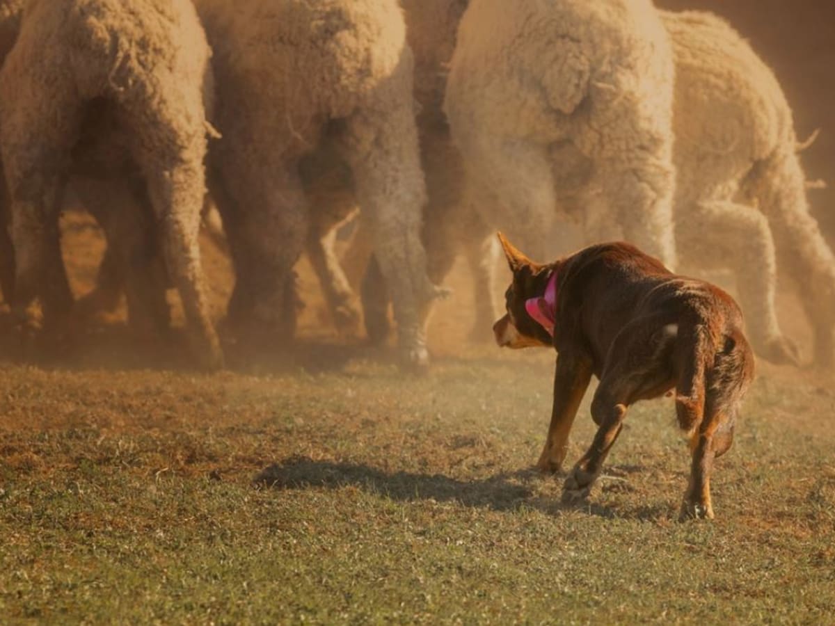 Dog running on hot sale top of sheep