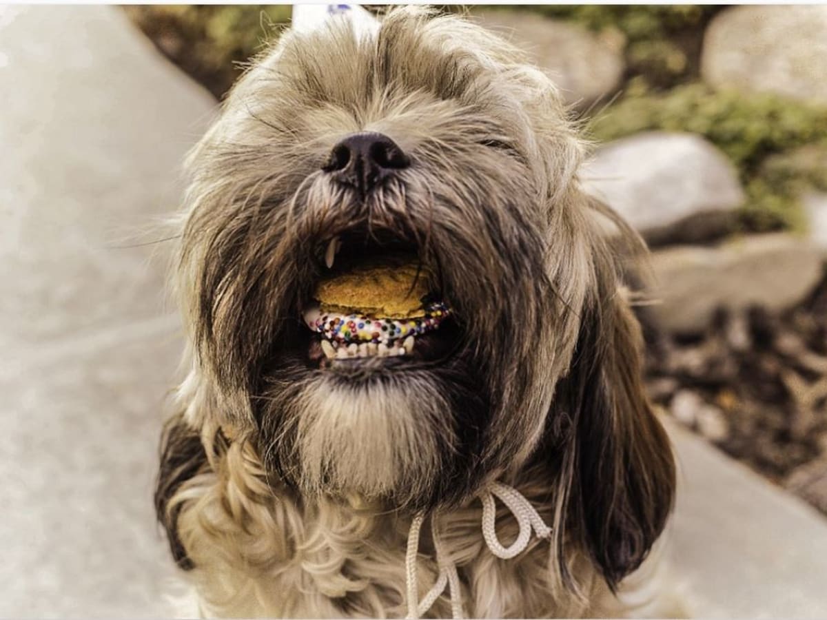 Dog ate raw flour deals