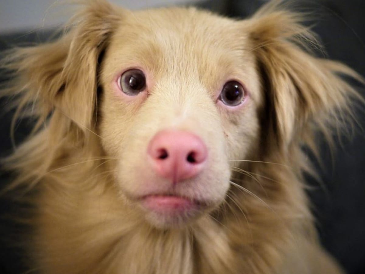 Dog's muzzle turning pink deals