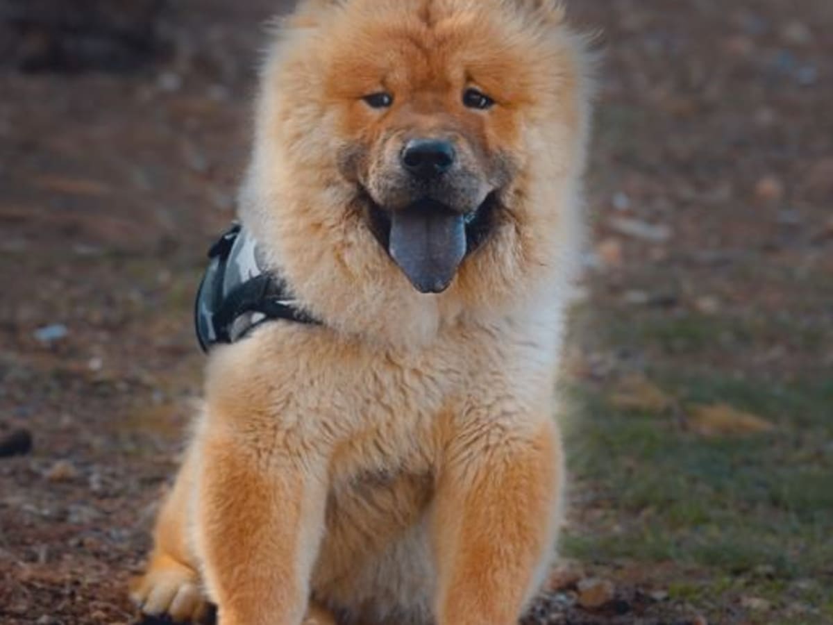 Blond chow chow top