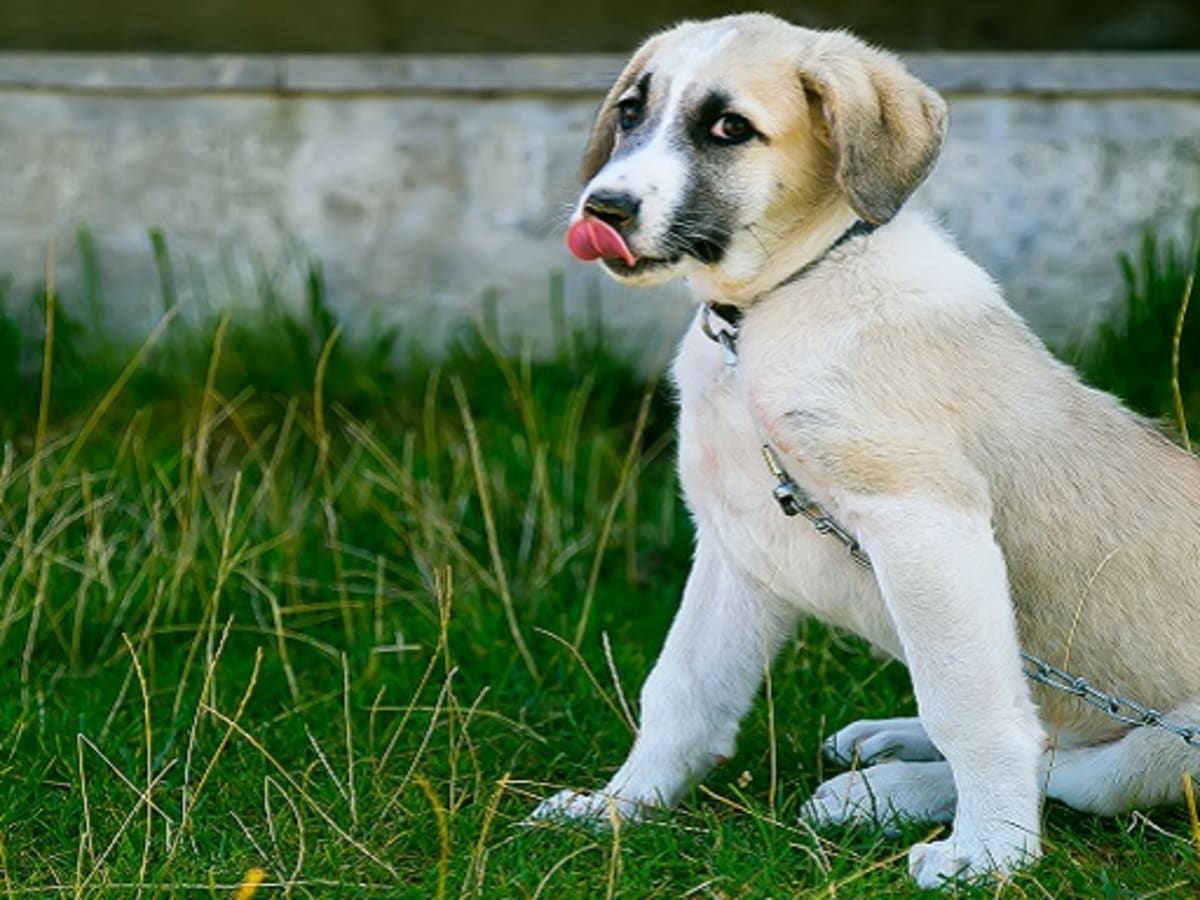Why Do Dogs Foam at The Mouth After Licking a Frog Toad Dog