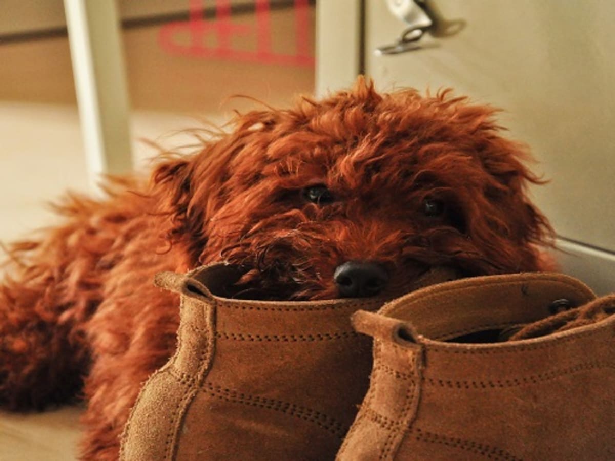 Chewing shoes discount