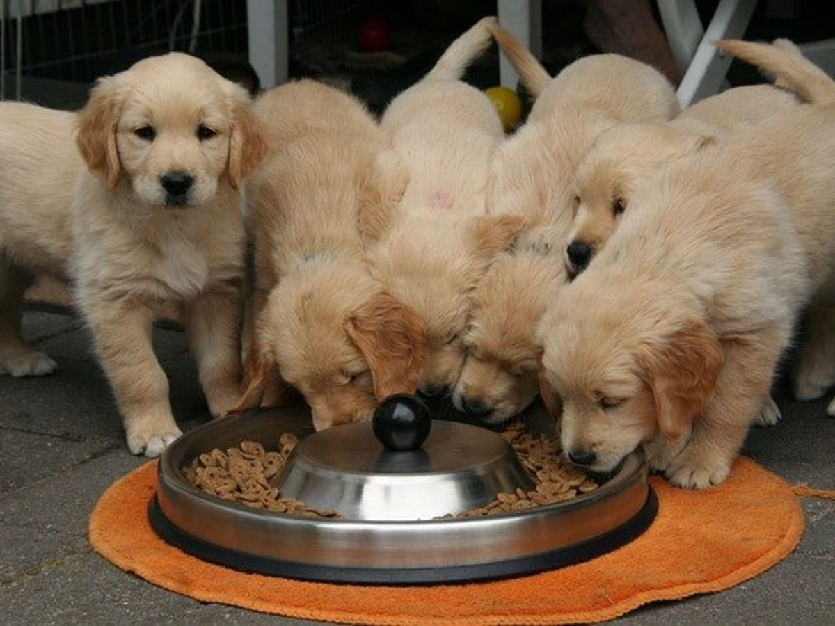 Can puppies eat online hard food